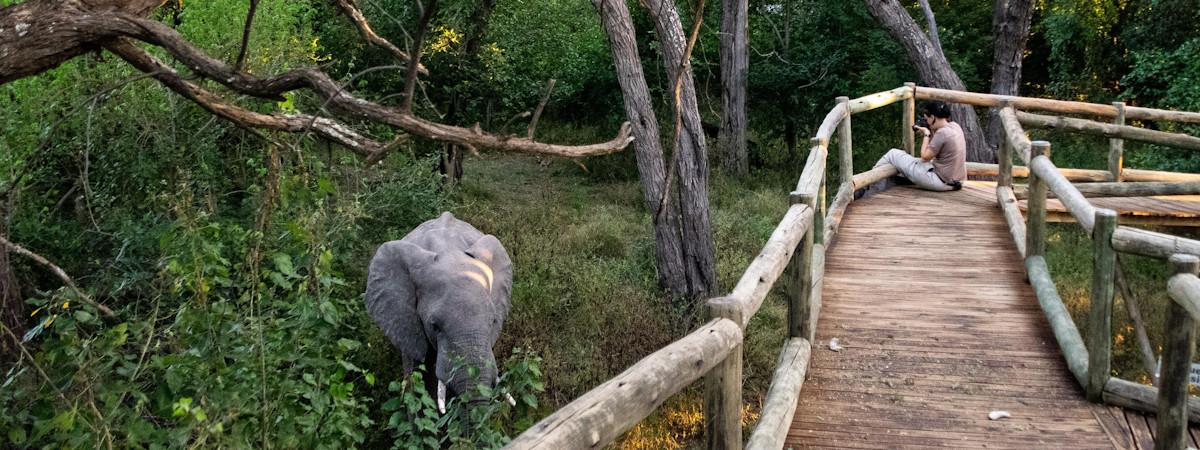 Nambwa Tented Lodge, luxury in Namibia's wild Zambezi Region