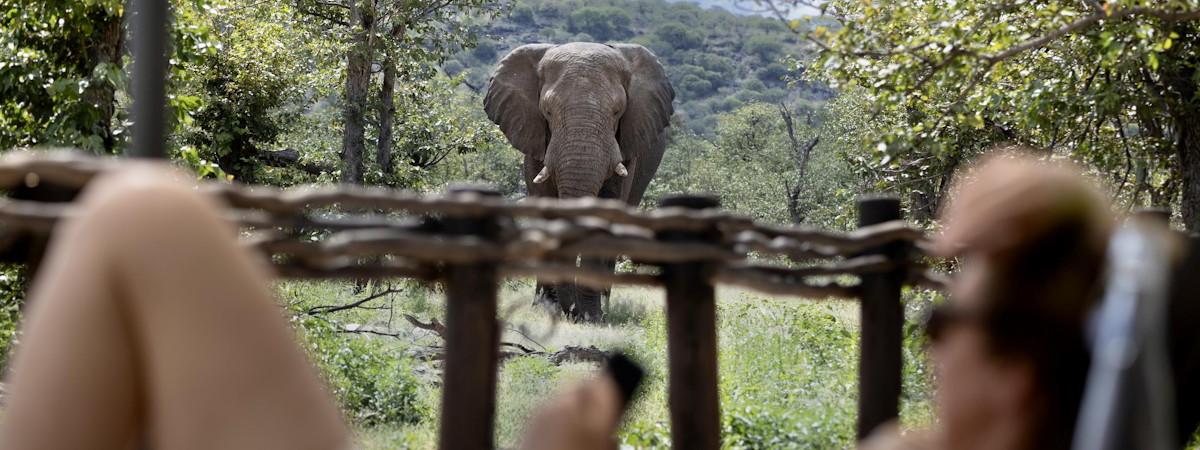 Ongava Tented Camp elephant sightings
