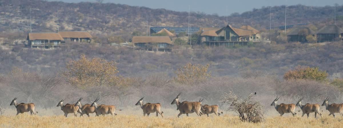 Safarihoek Lodge and the Etosha Heights Reserve