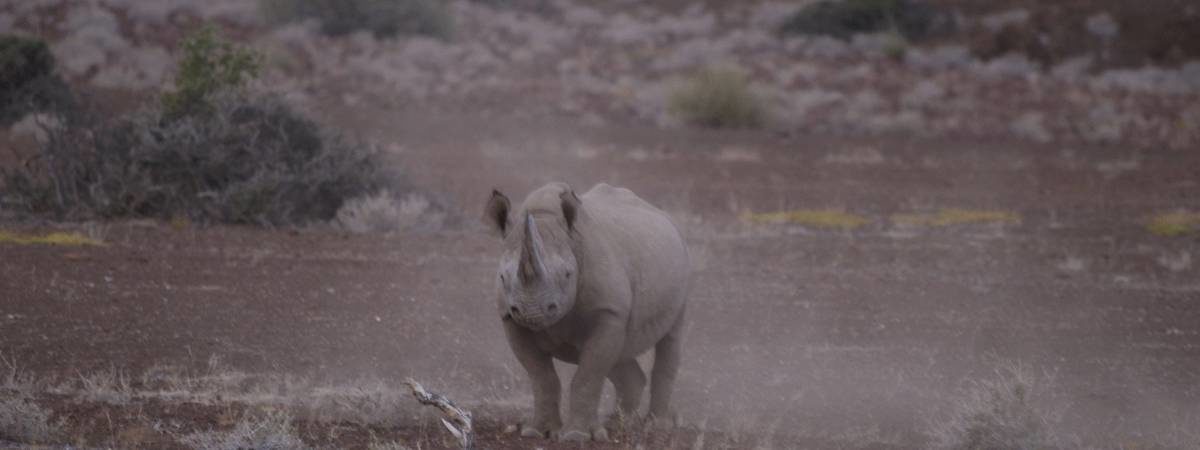 Desert Elephants & Rhino Safari