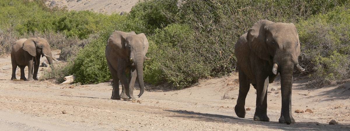 Discover Kaokoland Safari