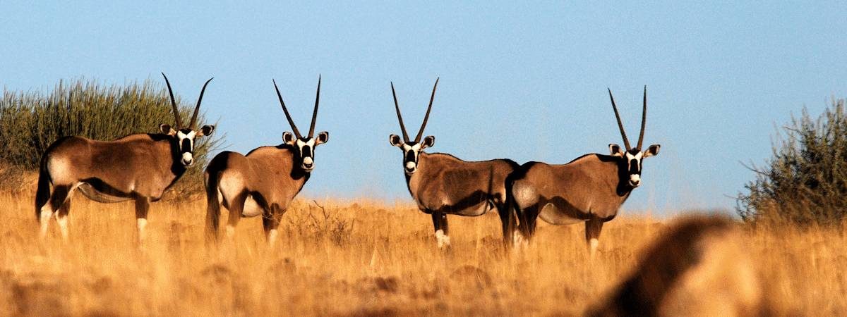 10 days of flying in-between all that Namibia has to offer, from the Namib Desert and Swakopmund to Damaraland and the wildlife haven of Etosha National Park. All accommodation is in safaris lodges and hotels.