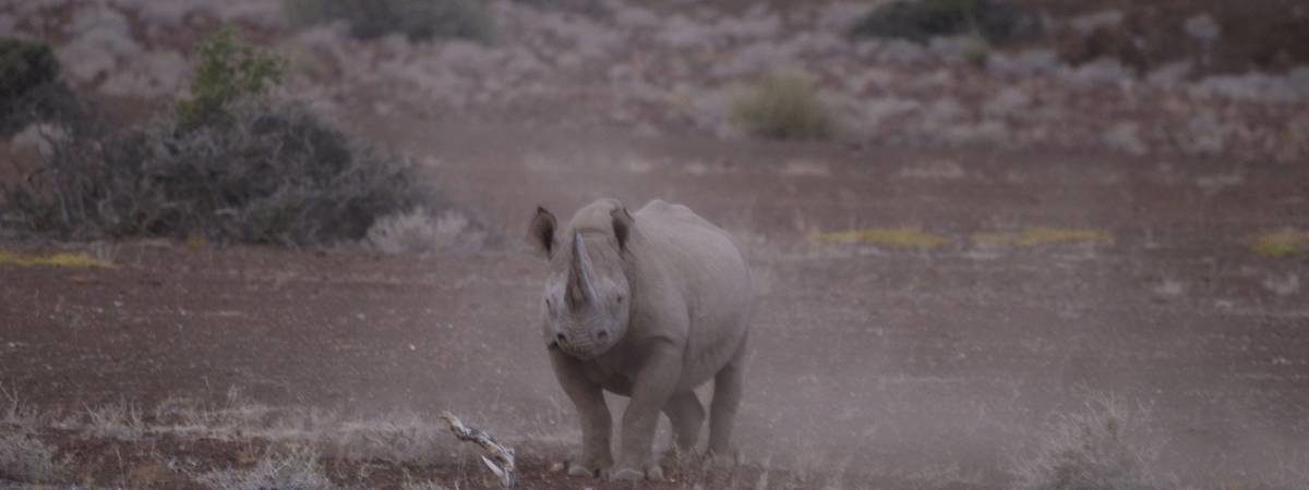 Namibia Deserts & Wildlife Safari