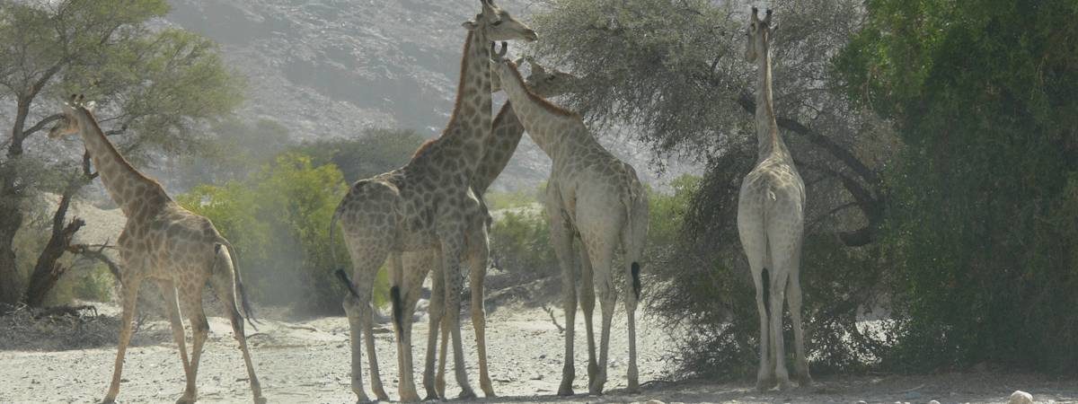 Namibia Rhino & Kunene Safari