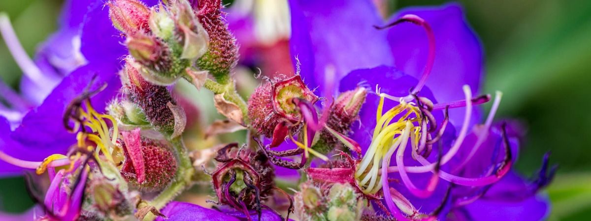 Kirstenbosch Botanical Gardens in Cape Town