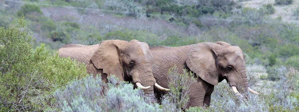 Addo Elephant Safari lodge