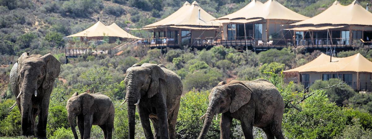 Sindile Safari Lodge in the Shamwari Game Reserve
