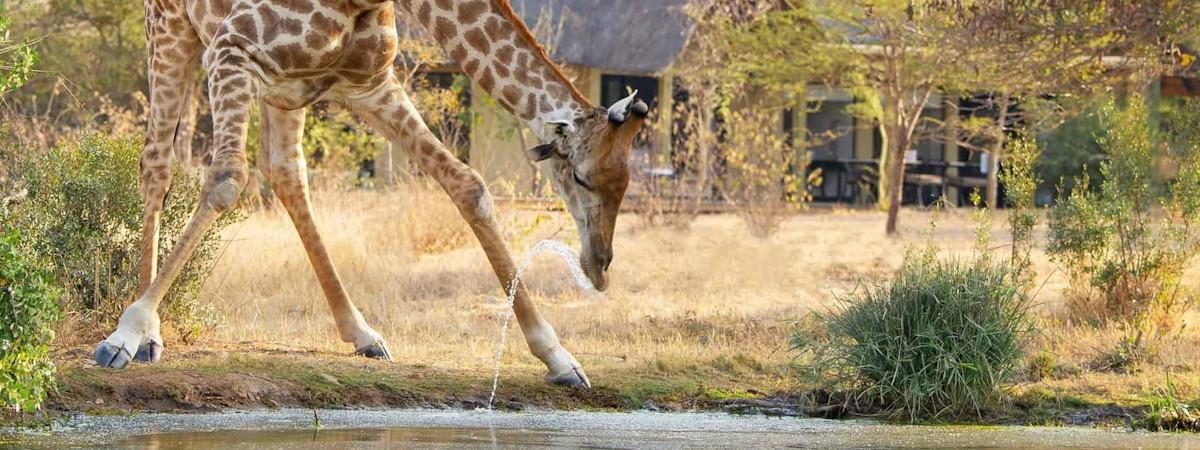 Kings Camp in the Timbavati