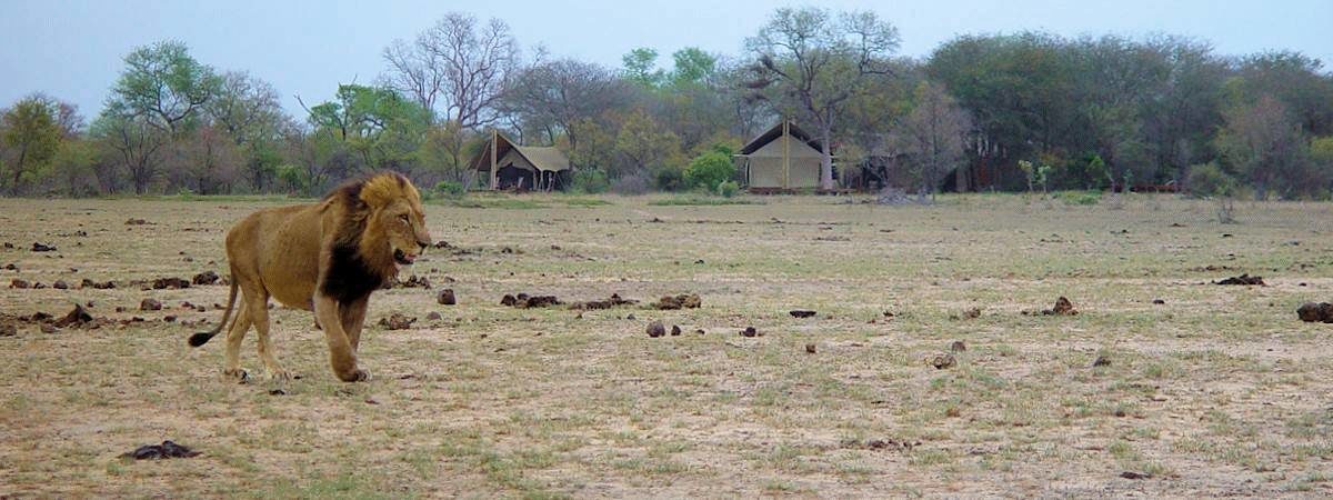 Rhino Post Plains Camp