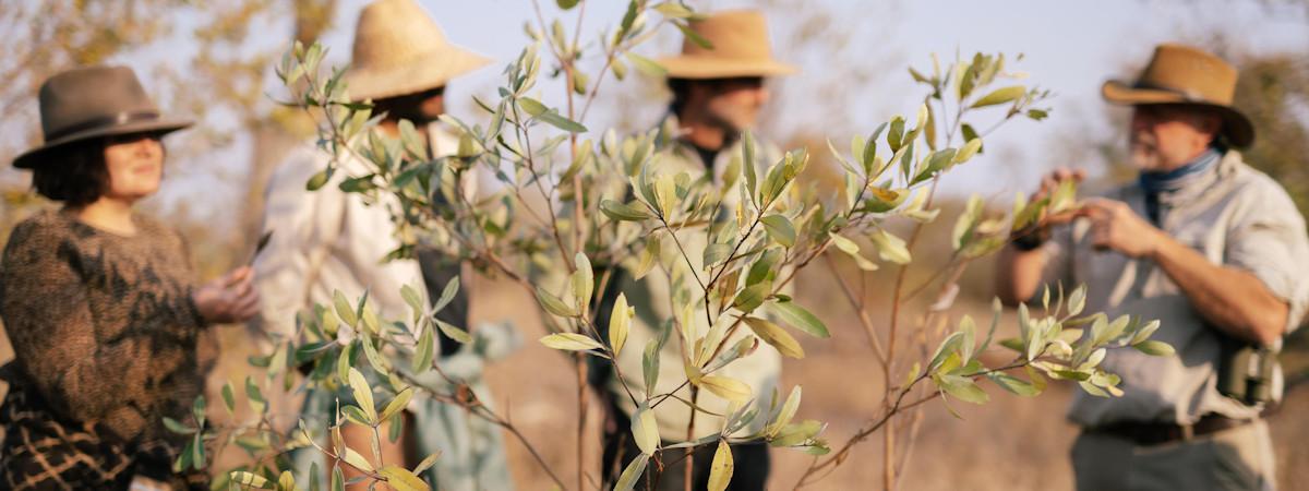 Simbavati Trails Camp in the Timbavati