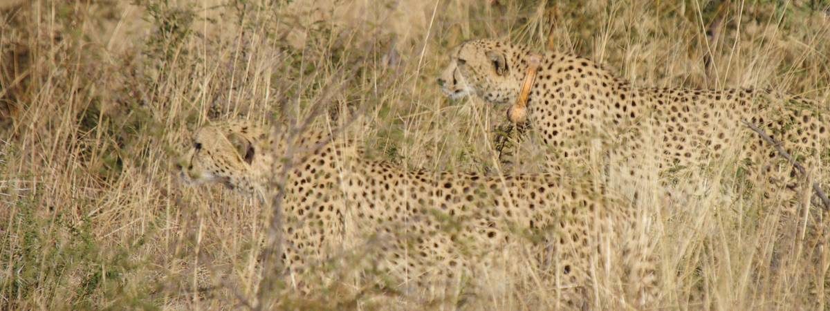 Madikwe Cheetah Gallery