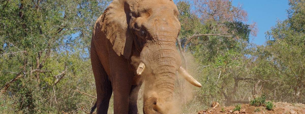 Madikwe Elephant Photo Gallery