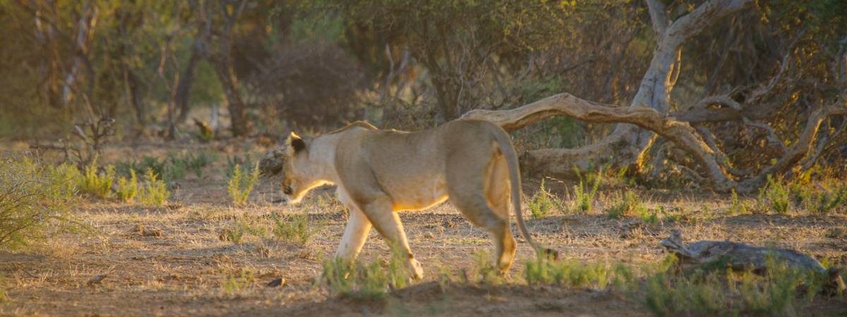 Madikwe Lion Photo Gallery