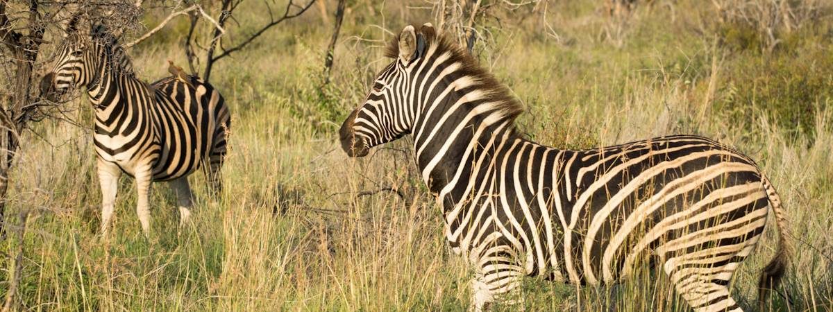 Madikwe Zebra Photo Gallery