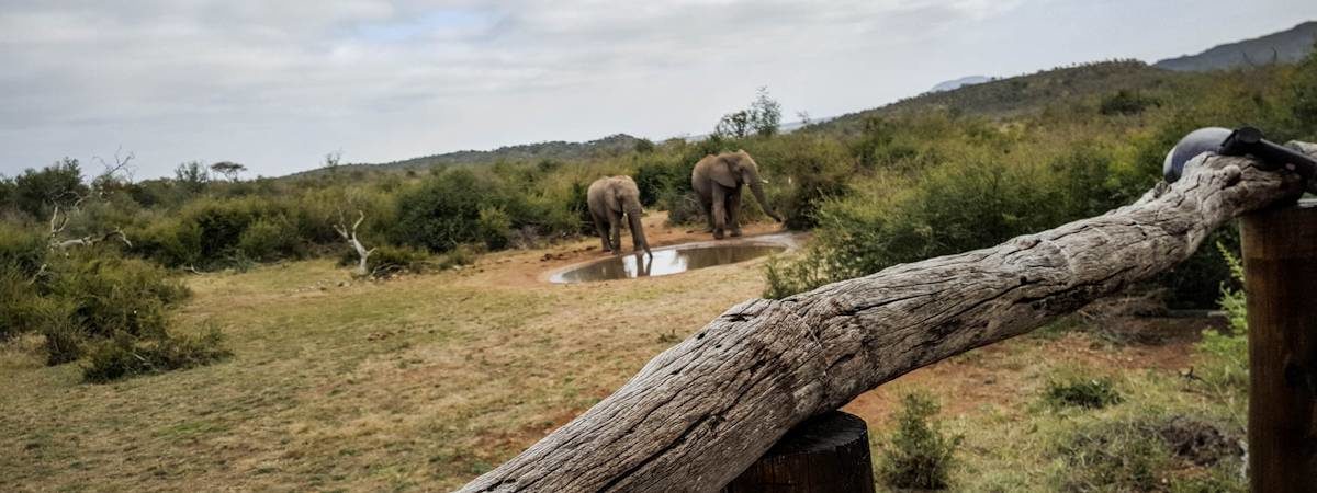 Motswiri Safari Lodge Photo Gallery