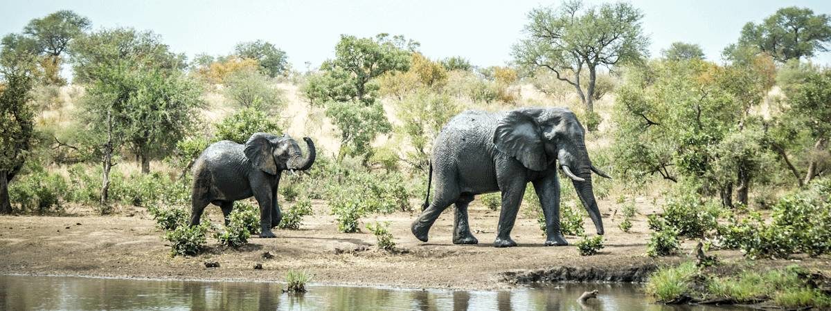 Kruger on Foot Walking Safari