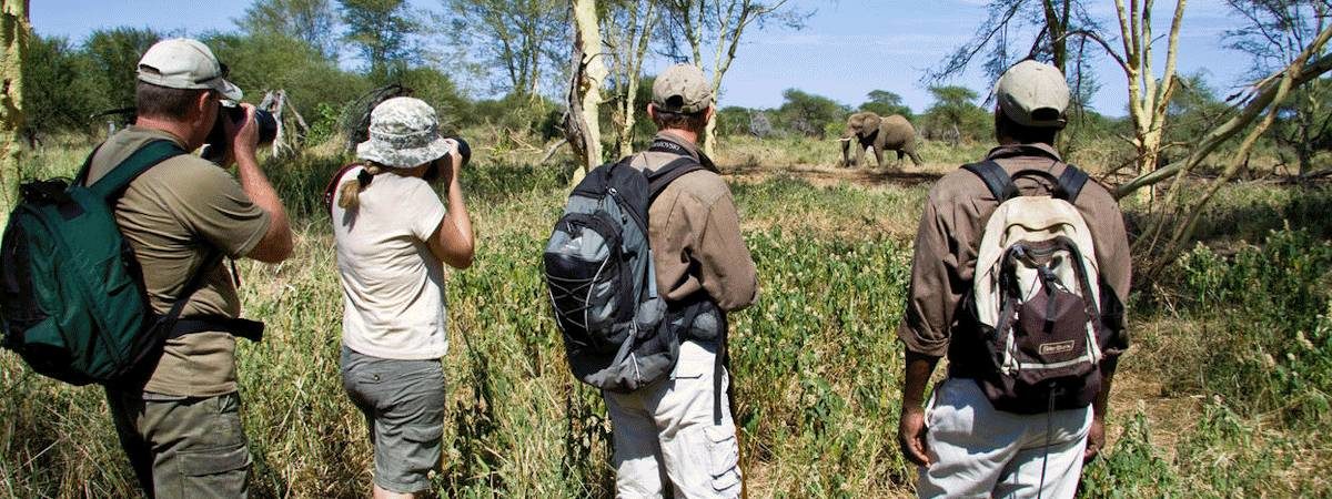 Pafuri Walking Safari