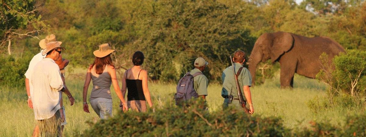 Rhino Walking Safari