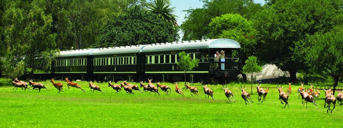 African Collage Rail Safari