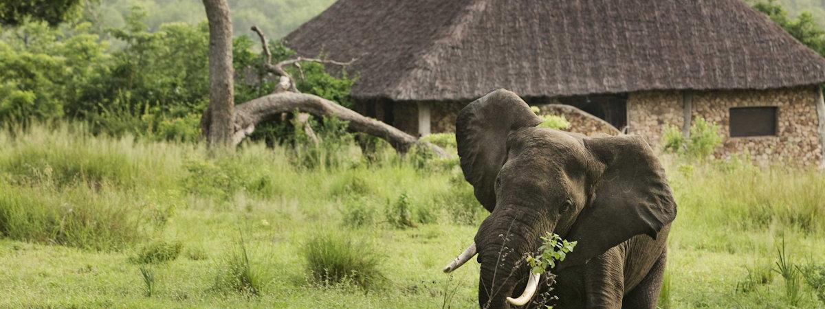 Close encounters with elephants at Beho Beho Camp