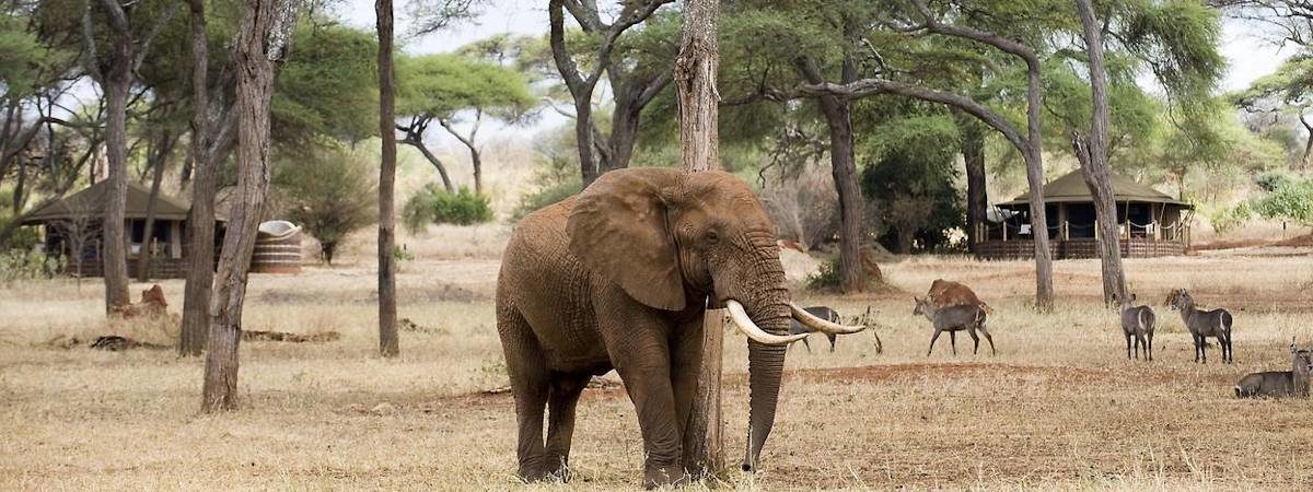 Sanctuary Swala Camp