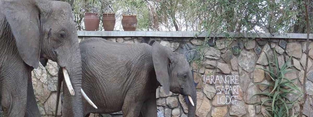 Tarangire Safari Lodge