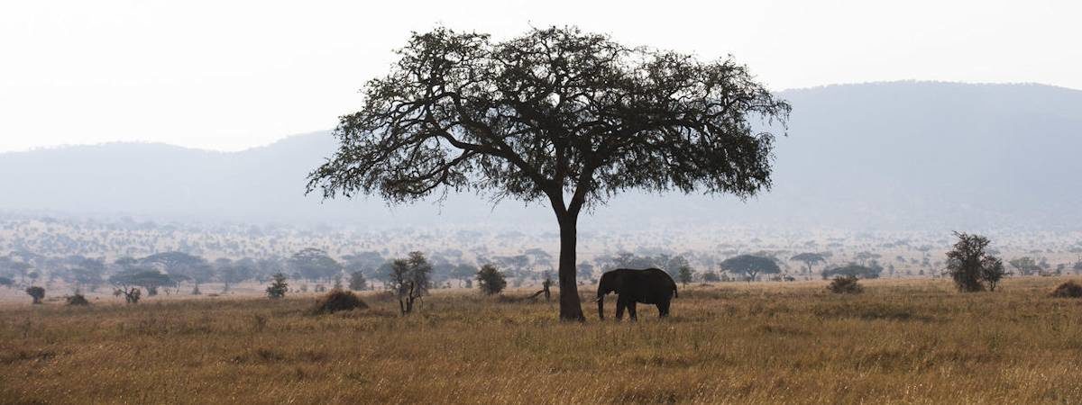 Carefree Tanzania Safari
