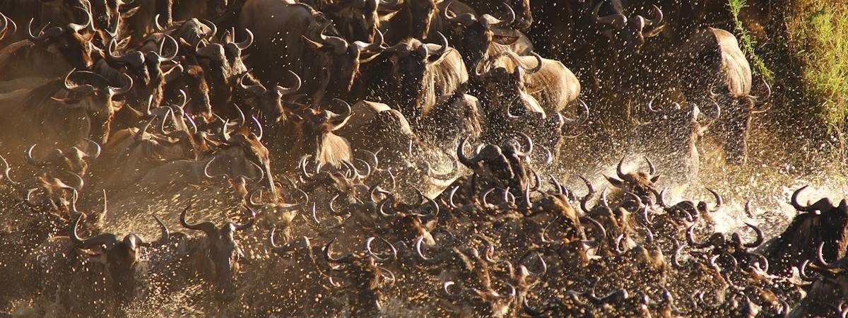 Migration And Beach Safari