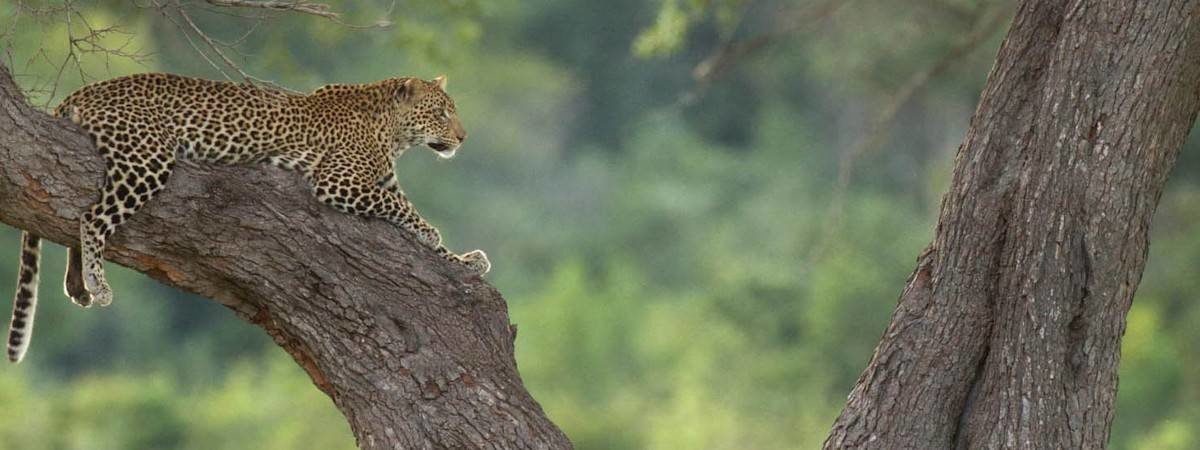 Best of Zambia Safari