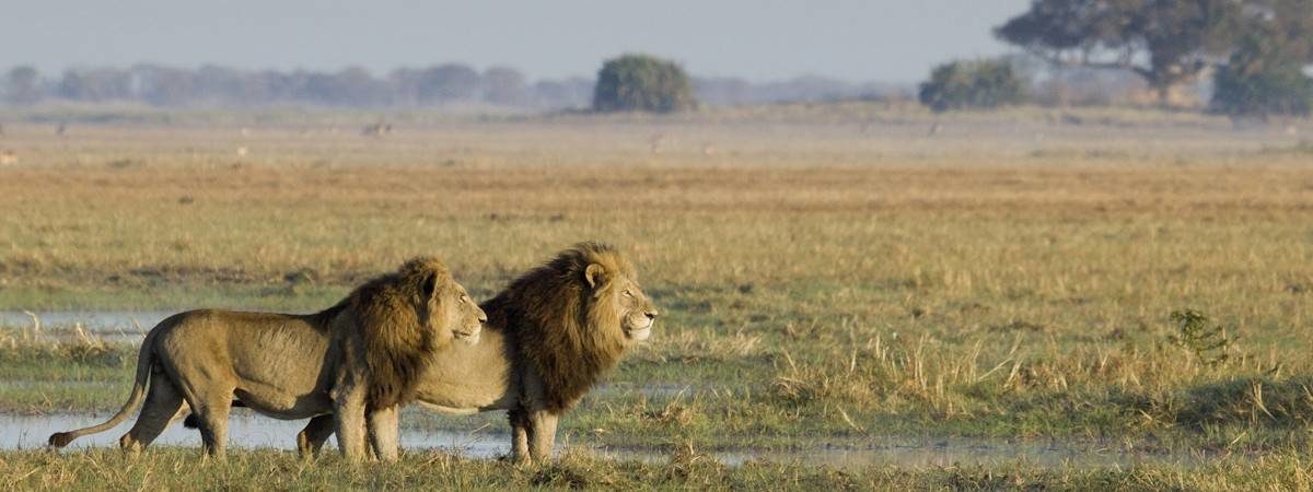 11- Day Gem Of Zambia Safari