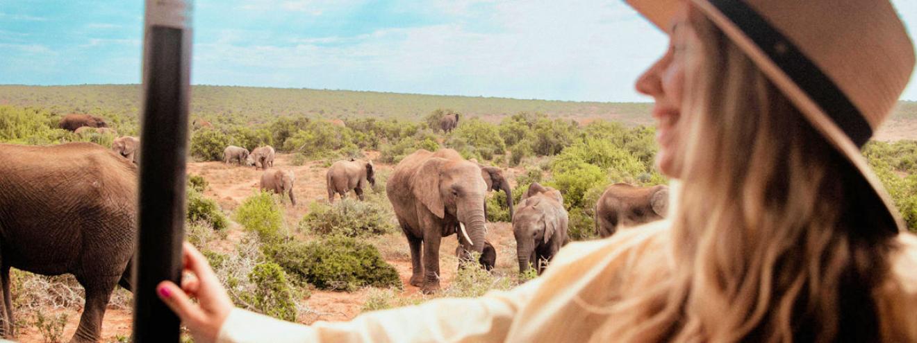 Guest on a game drive watching a herd of elephants at one of the top Addo Elephant lodges and safari lodges in Addo Elephant National Park