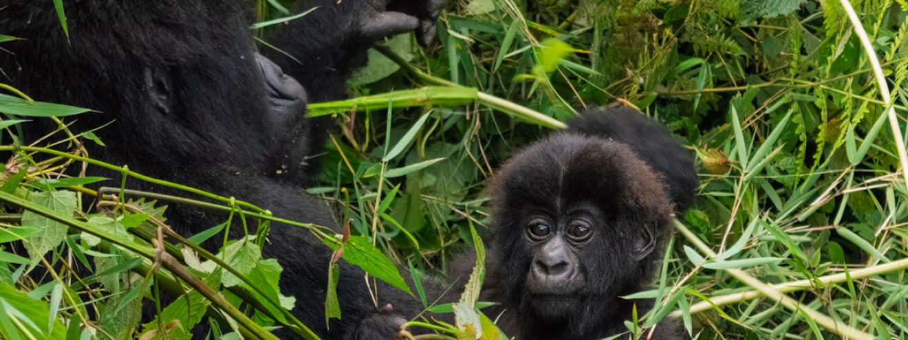Mountain gorilla family in Rwanda — one of Africa's most sought-after safari destinations