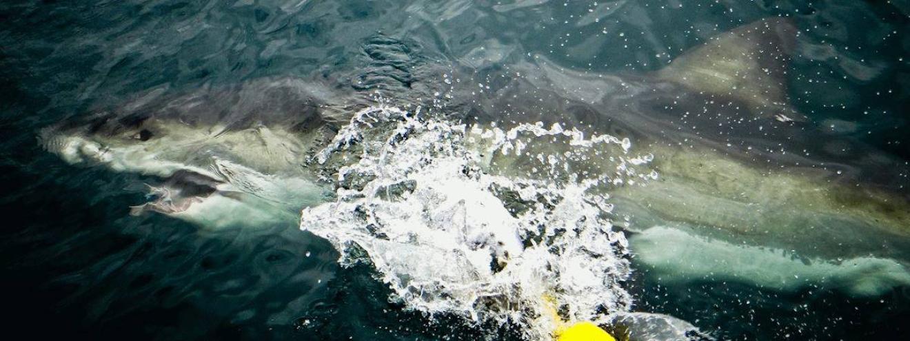 Gansbaai and Cape Town shark cage diving