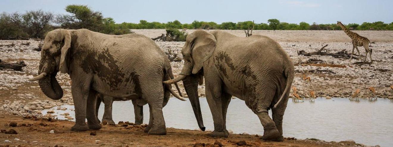 Etosha National Park Safaris