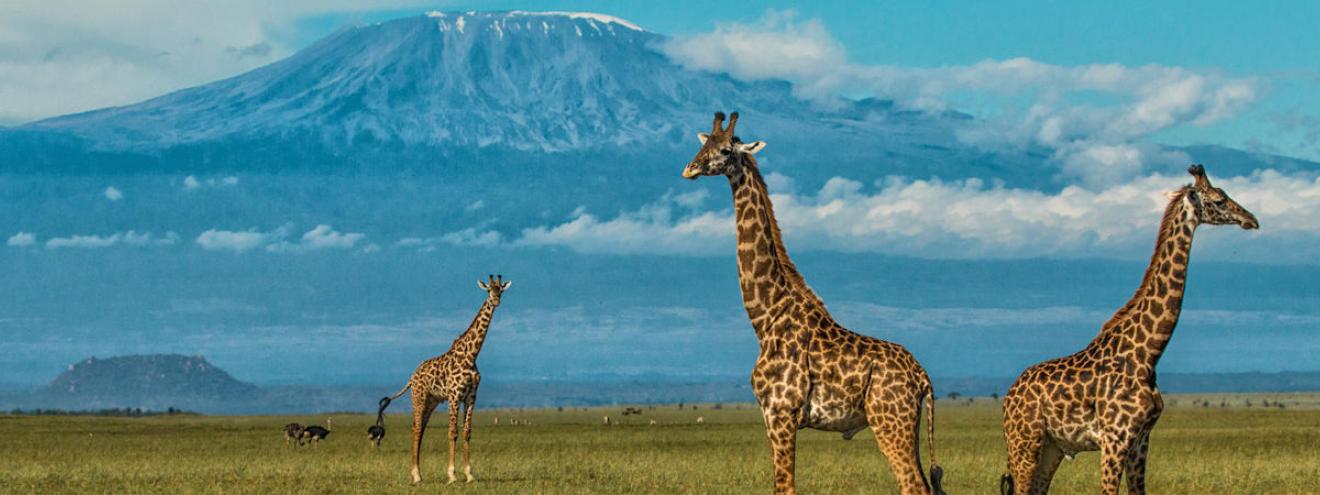 Guide to travel and safaris in Kenya