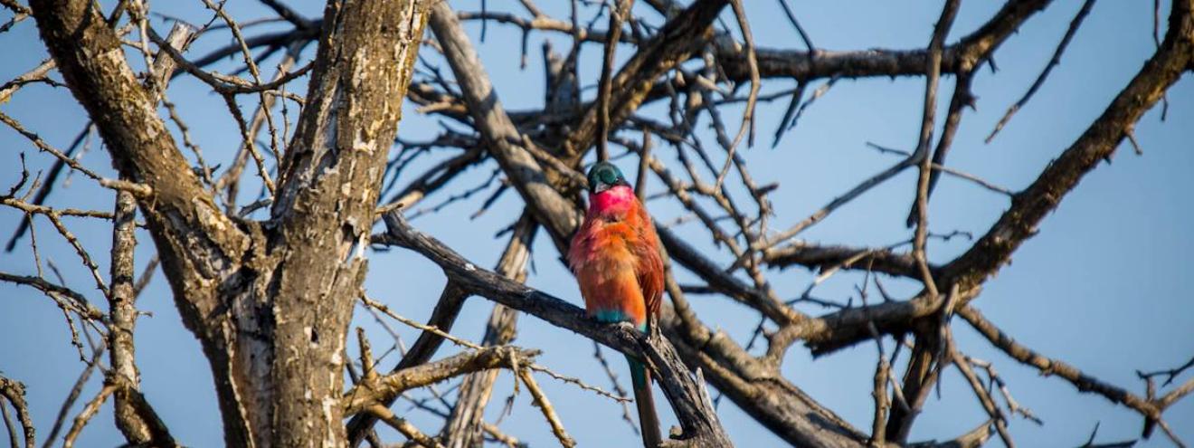 Birdwatching in Madikwe Game Reserve, one of around 350 bird species recorded in South Africa's North West Province