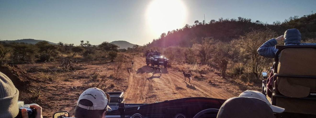 Madikwe safaris and holidays in South Africa