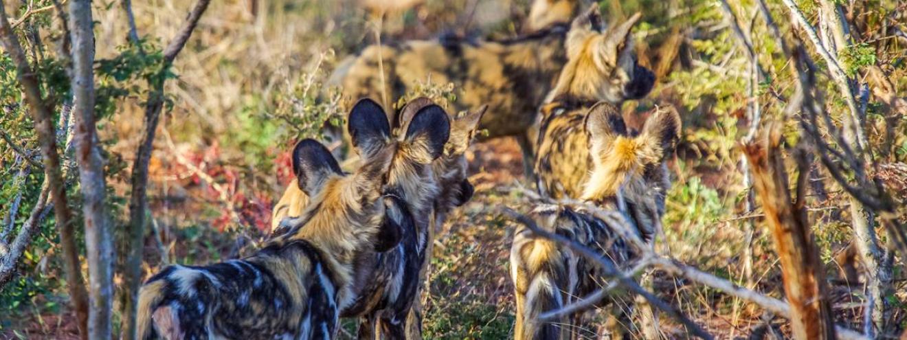 Madikwe Game Reserve Travel Guide