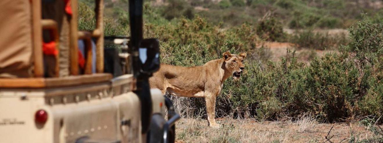 50 Of The Best Safaris In Kenya