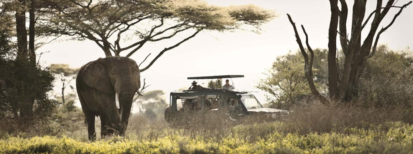 Tours And Safaris in Tanzania 