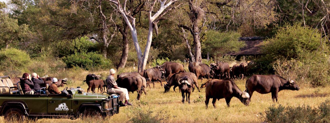 A herd of Cape Buffalo crossing the savannah at sunrise in Kruger National Park during a South Africa safari