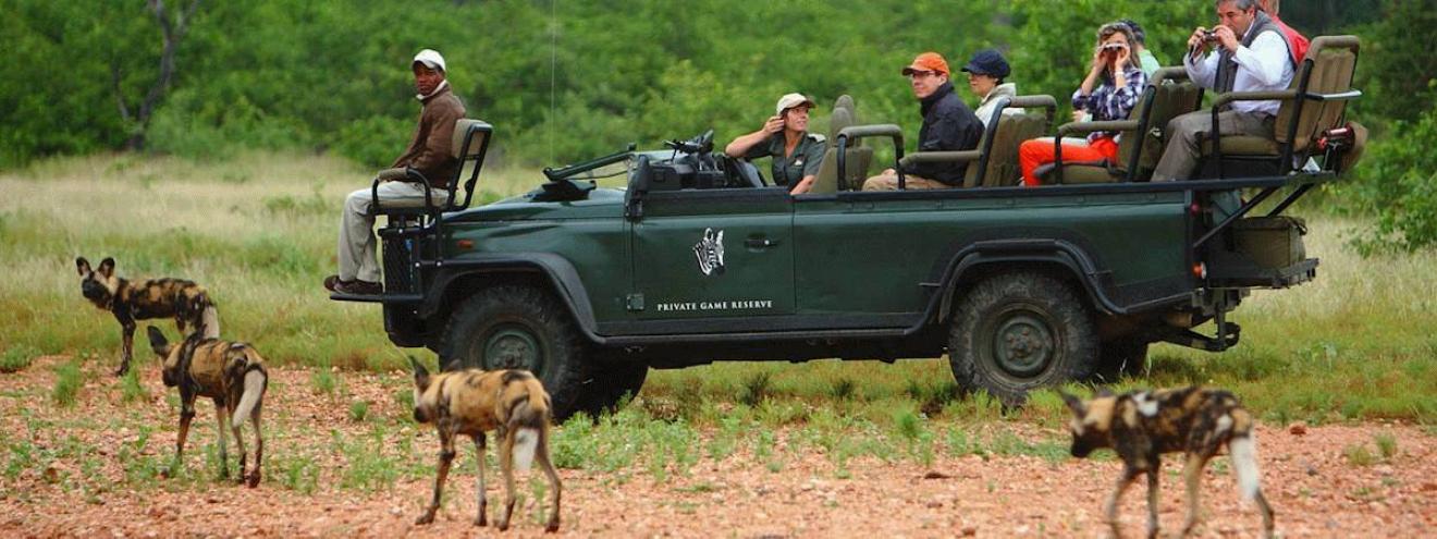 Guests on an open safari vehicle watching a pack of African wild dogs on a South Africa safari in a private game reserve