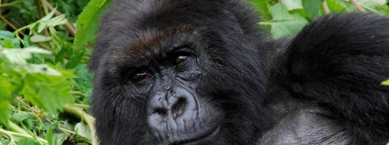 Holidays and safaris in Uganda