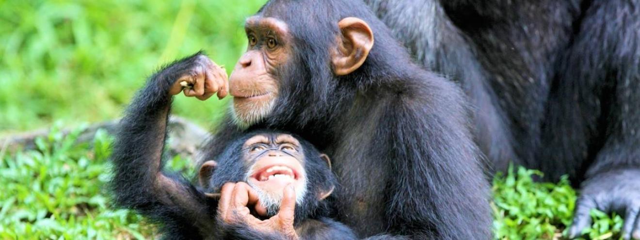 Travel and safari guide to Uganda