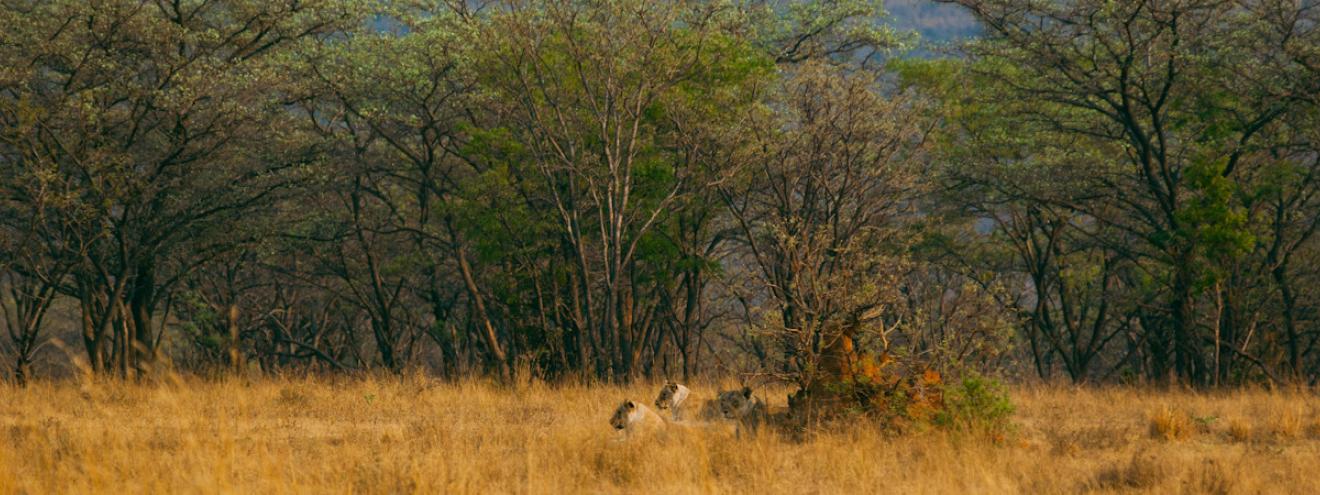 Travel Guide to the Waterberg