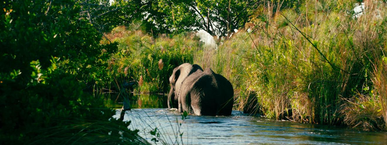 10 reasons to visit Botswana Okavango Delta Chobe elephants Makgadikgadi Kalahari wild dogs mokoro safari