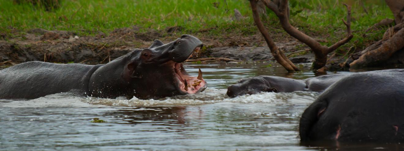 Is 7-day safari enough Botswana Chobe Okavango Delta Central Kalahari one week itinerary guide