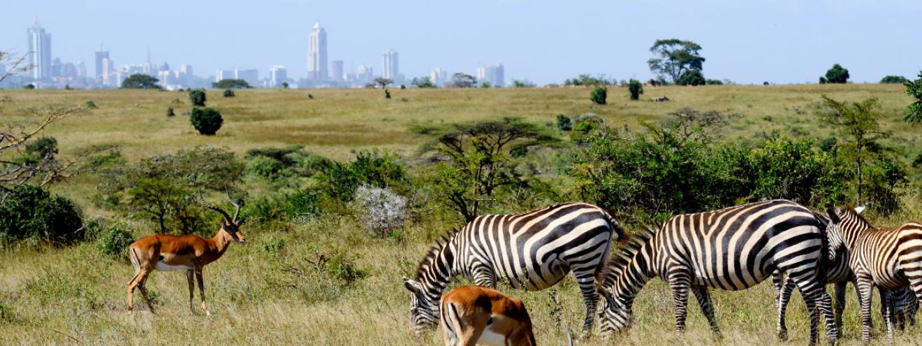 10 must-see attractions Nairobi National Park Giraffe Centre Karen Blixen Museum Bomas safari walk