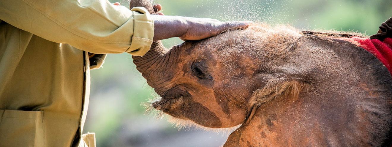 10 things to do in Nairobi elephant orphanage giraffe centre Karen Blixen Museum Carnivore Restaurant Kenya
