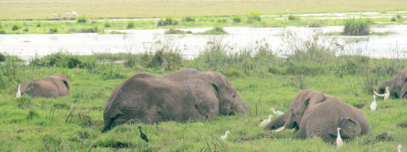 Impressions of Kenya safari wildlife Masai Mara Rift Valley Nairobi 70 tribes wildebeest migration